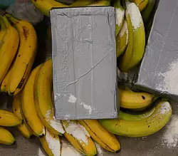 Gro&szlig;e Kokain-Lieferungen aus S&uuml;damerika werden h&auml;ufig unter Bananen versteckt. (Symbolbild) - &copy; Marcus Brandt/dpa