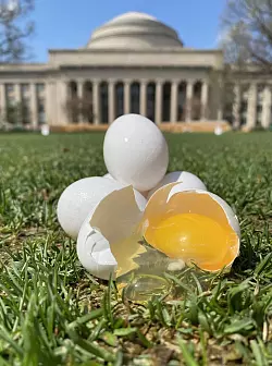 Ist das Kunst oder Wissenschaft? Eier vor dem Massachusetts Institute of Technology in den USA. - &copy; ---/Tal Cohen et al./dpa