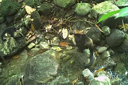 Influenzer "Joker" trägt ein Affenbaby und ein junger Kapuzineraffe schaut dabei zu. - © Brendan Barrett/Max-Planck-Institut für Verhaltensbiologie/dpa