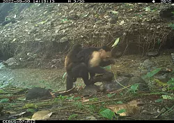 Die gestohlene Brüllaffen-Jungen wurden im Beobachtungszeitraum bis zu neun Tage lang herumgeschleppt. - © Brendan Barrett/Max-Planck-Institut für Verhaltensbiologie/dpa