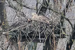 Vor allem in Norddeutschland gibt es laut BUND wieder mehr Seeadler. (Archivbild) - © Frank Molter/dpa