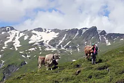 «Tal des Lichts»: Kühe im Val Lumnezia. - © Deike Uhtenwoldt/dpa-tmn