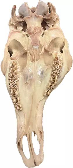 Inzucht kann bei Rotwild auch zu schweren Missbildungen wie etwa am Unterkiefer führen. - © Frank Zabel/Landesjagdverband Schleswig-Holstein/dpa