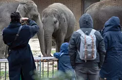 Besucher beobachten im Zoo an Heiligabend die Elefanten. - &copy; Paul Zinken/dpa
