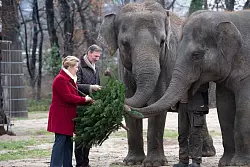 Berlins Regierende B&uuml;rgermeisterin Franziska Giffey und Zoodirektor Andreas Knieriem verf&uuml;ttern im Zoo einen Tannenbaum an die Elefanten. - &copy; Paul Zinken/dpa