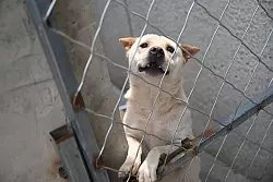 Hunde, die vor dem Hundefleisch-Fest in Yulin gerettet werden, landen oft auf Zhao Xinqis Hof. - © Johannes Neudecker/dpa