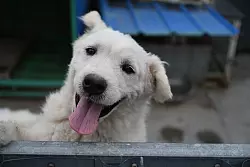 Einige Tiere auf Zhao Xinqis Hof finden auch neue Besitzer im Ausland. - © Johannes Neudecker/dpa