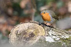 Naturnahe Futterquellen sind wichtig für Vögel wie Rotkehlchen. (Archivbild) - © Felix Kästle/dpa
