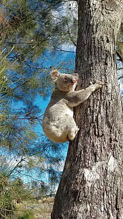 Für Koalas die sicherere Variante: Klettern an Bäumen. - © Ami Fadhillah Amir Abdul Nasir/ Society for Experimental Biology/dpa