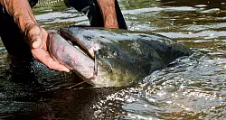 Der Wels ist der größte Süßwasserfisch in Deutschland - und kann durchaus über 60 Kilogramm auf die Waage bringen. - © Patrick Pleul/dpa/dpa-tmn