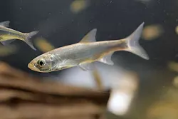 An der Badestelle ist ein Schwarm kleiner Fische unterwegs? Gut möglich, dass es Ukeleien sind. - © Michael Bahlo/dpa/dpa-tmn