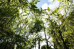 Am BGH ging es am Freitag um eine Bambushecke. (Archivbild) - © Marcus Brandt/dpa