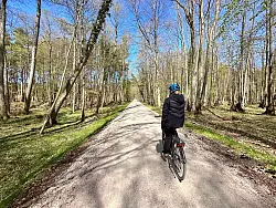 Mit dem Fahrrad durch den Nationalpark - hier auf dem Weg Richtung Darßer Ort. - © Georg Weindl/dpa-tmn
