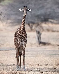Eine junge Masai-Giraffe - &copy; Billy Dodson/GCF/dpa