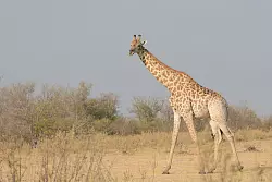 Eine S&uuml;d-Giraffe - &copy; Billy Dodson/GCF/dpa