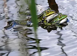 Wasserstellen im Garten locken viele Tierarten wie Frösche an. - © Andrea Warnecke/dpa-tmn