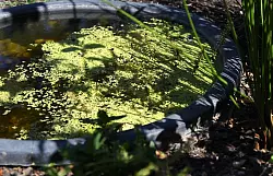 Auch ein kleiner Teich kann eine Bereicherung für den Garten sein. - © Andrea Warnecke/dpa-tmn