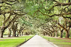 Bei Führungen erfährt man auch auf der Boone Hall Plantation viel zur Gullah-Kultur. Bekannt ist ebenfalls die dortige Eichenallee. - © Christopher Shane/ExploreCharleston/dpa-tmn