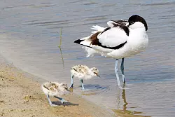 Ein S&auml;belschn&auml;bler und zwei K&uuml;ken laufen am Strand des Wattenmeeres in Schleswig-Holstein. Inzwischen br&uuml;ten nur noch weniger als 5000 - &copy; Christian Wiedemann/LKN.SH/dpa