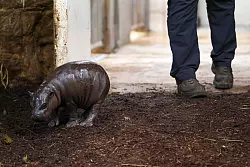 Die Geburt des Zwergflusspferds vor zwei Wochen war für den Zoo eine kleine Sensation. - © Christoph Reichwein/dpa
