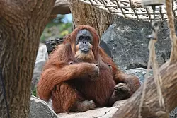 Bella hat nur noch zwei Zähne, einen Dickkopf und liebt Bananen und Karotten. - © David Hammersen/dpa