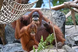 Zuletzt hat vor allem ihr Ziehsohn Berani sie fit gehalten, wie die Tierpfleger wissen. - © David Hammersen/dpa