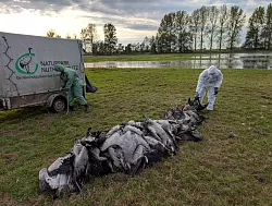 In den deutschen Rastgebieten der Kraniche sterben derzeit viele Tiere an der Vogelgrippe. - © Nobert Schneeweiß/Artenkompetenzzentrum Rhinluch/dpa