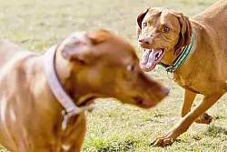 Im Eifer des Gefechts vom Hund gebissen? Dann kann es sinnvoll sein, einen Arzt oder eine &Auml;rztin auf die Wunde schauen zu lassen - vor allem, wenn sie schmerzt und angeschwollen ist. - &copy; Monique W&uuml;stenhagen/dpa-tmn