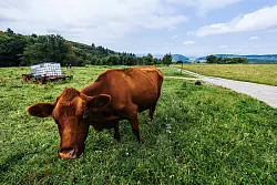 Es gibt auch gute Nachrichten: Die neue Woche wird oftmals sonnig. - © Philipp von Ditfurth/dpa