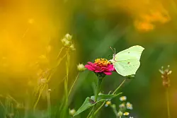 Schmetterlinge ernähren sich vorwiegend von Nektar aus frischen Blütenständen. - © Felix Kästle/dpa/dpa-tmn