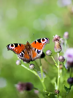 Auffälliges Muster: Einige Schmetterlingsarten wie das Tagpfauenauge sind leicht zu erkennen. - © Rolf Vennenbernd/dpa/dpa-tmn