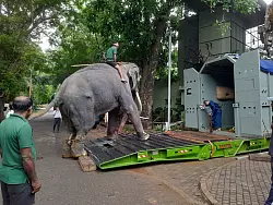 Elefantentreiber &uuml;ben mit dem Elefant vor dem Transport das In-die-Box-steigen im Dehiwala Zoo in Colombo. - &copy; Uphul/Zoo Dehiwala/dpa