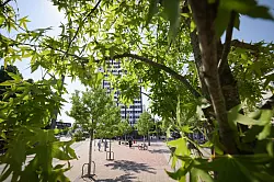 Stadtbäume müssen gut gepflegt werden, wenn sie überleben sollen. - © Christian Charisius/dpa