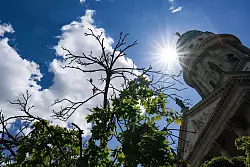 Die Trockenheit belastet die Bäume in den Städten noch mehr als in den Wäldern. - © Jens Kalaene/dpa-Zentralbild/dpa