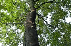 Der Götterbaum ist robust, aber nicht unbedingt beliebt. Er verdrängt andere Arten. - © Waltraud Grubitzsch/zb/dpa