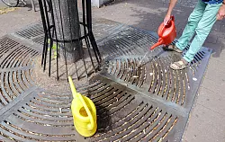 Baumpatenschaften helfen durstigen Stadtbäumen. - © Jan Woitas/dpa-Zentralbild/dpa