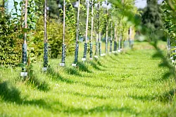 Welche Bäume können dem fortschreitenden Klimawandel in unseren Städten standhalten? Experten suchen nach Lösungen. - © Jonas Walzberg/dpa