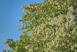 Robinien halten auch Hitze in Städten aus. - © Patrick Pleul/dpa