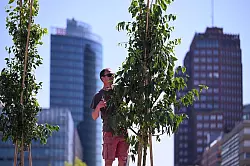 Der Zürgelbaum gilt als ein Baum der Zukunft. - © Soeren Stache/dpa