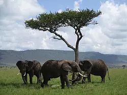 Elefantenbullen finden sich manchmal zu Gruppen zusammen. - &copy; picture alliance / Klaus Blume/dpa