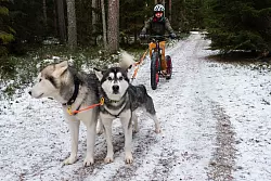 Fatbike statt Schlitten: Den Hunden ist es egal, was sie ziehen. - &copy; Andreas Drouve/dpa-tmn