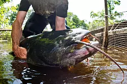 Ein Riesenwels ähnlich wie dieser hat in Bayern fünf Badegäste verletzt. (Symbolbild) - © Patrick Pleul/dpa-Zentralbild/dpa