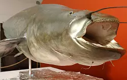 Der unter dem Namen «Killerwels Kuno» bekannt gewordene 1,62 Meter lange und 79 Kilogramm schwere präparierte Wels sorgte vor über 20 Jahren in einem Teich in Mönchengladbach für Aufruhr, danach kam er ins Städtische Museum Schloss Rheyd. (Archivbild) - © Horst Ossinger/dpa