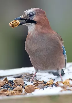 Klein gehackte N&uuml;sse eignen sich gut als Futter und liefern den V&ouml;geln zus&auml;tzlich Energie. - &copy; Patrick Pleul/dpa/dpa-tmn