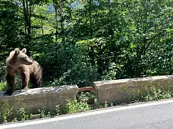 Auf der Bergstraße Transfagarasan durch die rumänischen Karpaten begegnet man Bären auf Schritt und Tritt. - © Kathrin Lauer/dpa