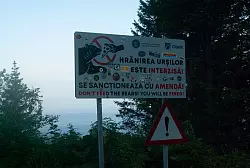 Es ist problematisch, wenn Menschen Bären füttern. - © Kathrin Lauer/dpa