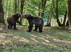 Auch in Griechenland sind die Bären für Menschen ein Problem. - © Takis Tsafos/dpa