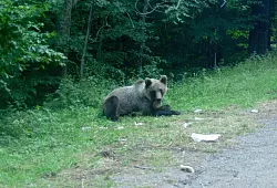 Ein Bär wartet an einer Parkbucht. - © Kathrin Lauer/dpa