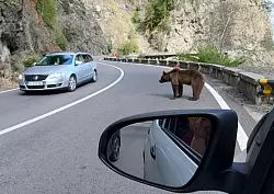 Das Nackenfell des Bären ist gesträubt. Er hat diesmal von den Menschen nichts zu Fressen bekommen. - © Kathrin Lauer/dpa