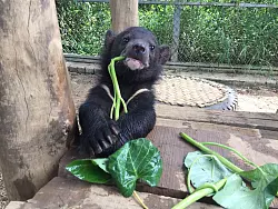 Ein als Jungtier geretteter asiatischer Schwarzb&auml;r im B&auml;renschutzgebiet von &laquo;Vier Pfoten&raquo;. - &copy; Vier Pfoten Vietnam/dpa